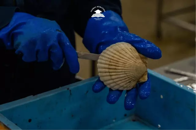 siswa orang Indonesia magang mengolah kerang yang dibudidayakan di Jepang.